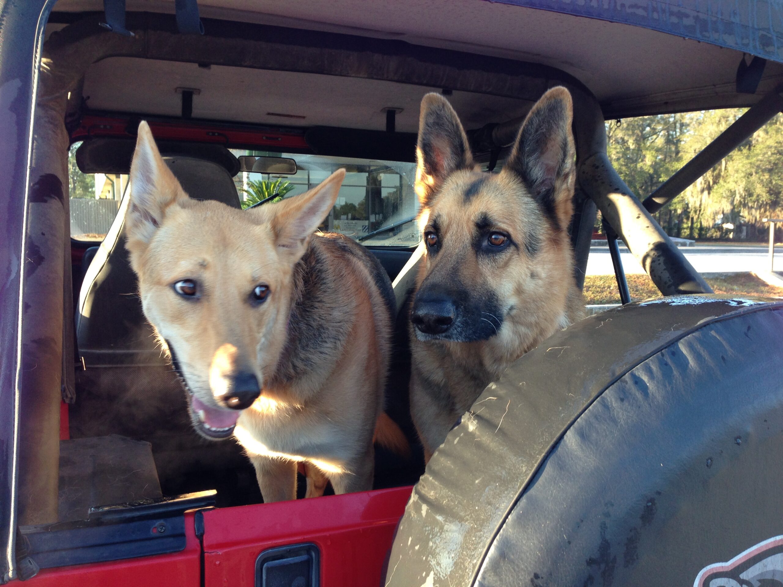 GSDs in Jeep